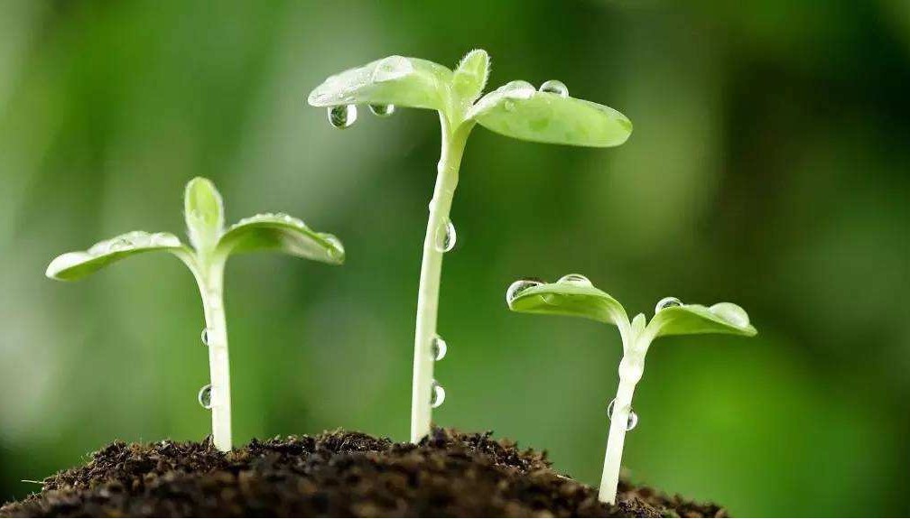 中國芝麻種植起源及相關歷史記載