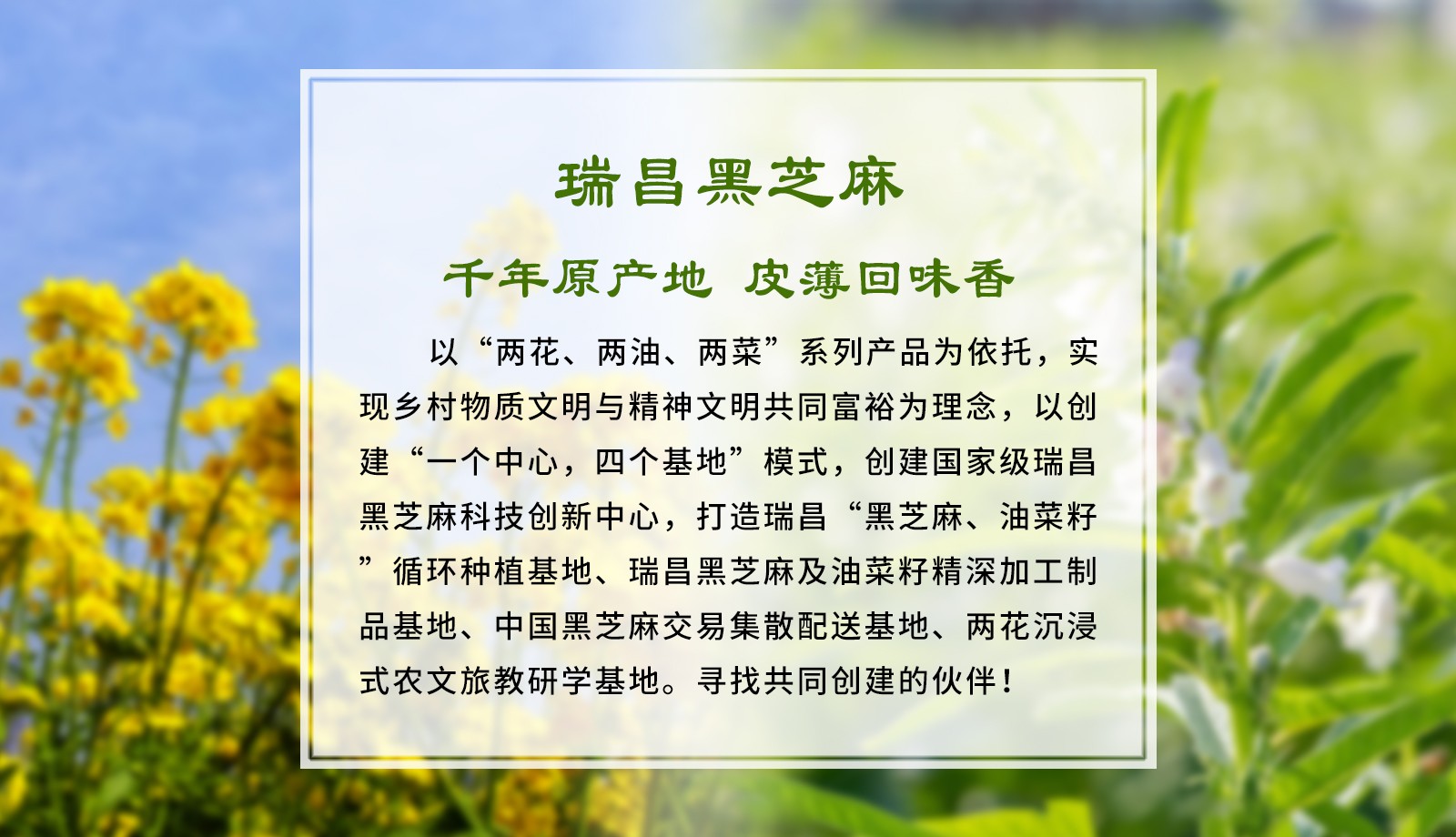 瑞昌黑芝麻、油菜輪作的進(jìn)展匯報(bào)